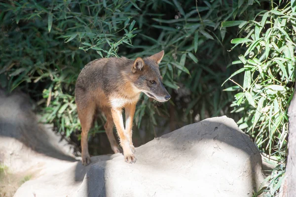 Jackal near wild beast predator