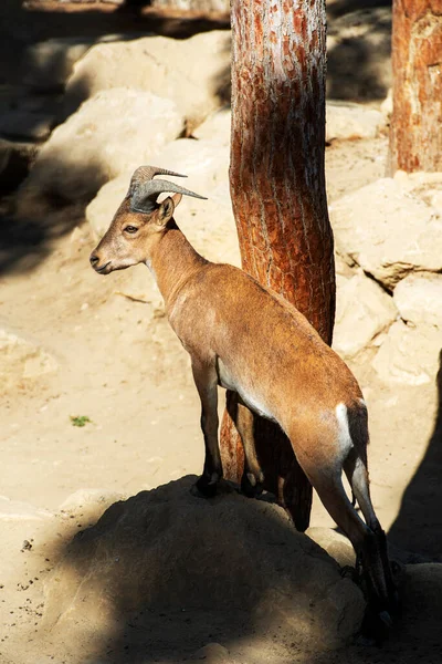 Mountain Goat Mouflon Female Close — Stockfoto
