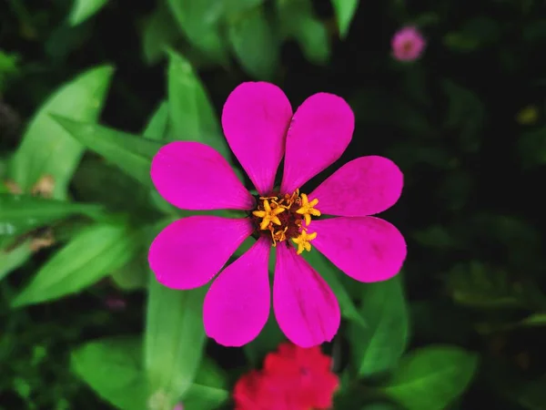 Único Flor Rosa Tener Nueva Flor Con Color Amarillo Centro — Foto de Stock