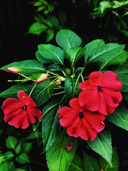 Güzel Kırmızı Çiçek Bahçemde Yaprakların Üzerinde Büyüyor — Stok fotoğraf