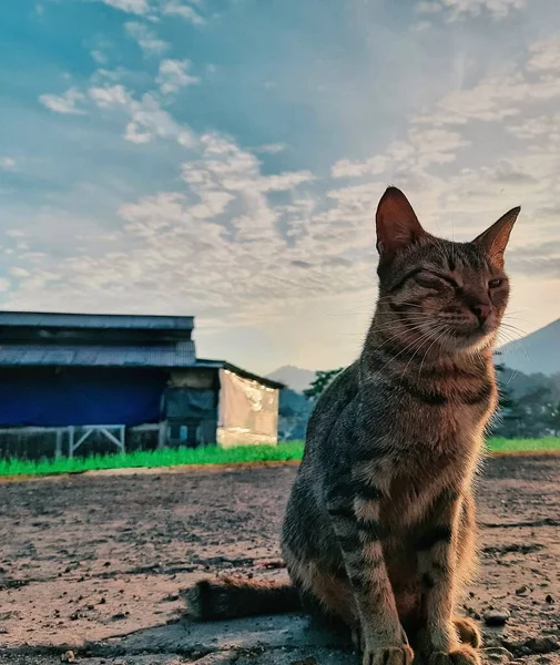 Cat Stand Park Sky Blue — Stock Photo, Image