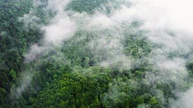 Havadan kuşların gözünden kozalaklı, nemli bir orman. Ağaçların tepesindeki bulutlar, yağmur altındaki dağ ormanı sisli ve sisli.