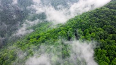 Havadan kuşların gözünden kozalaklı, nemli bir orman. Ağaçların tepesindeki bulutlar, yağmur altındaki dağ ormanı sisli ve sisli.