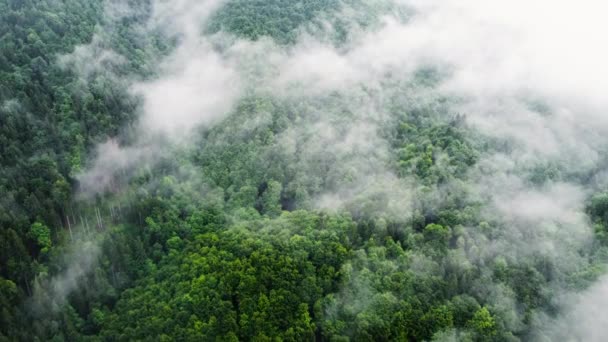 Tűlevelű nedves sűrű erdő légi madarak szemszögéből. Felhők a fák felett, Hegyi erdő esős időben köddel és köddel — Stock videók