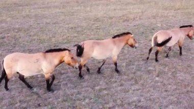 Vahşi Doğadaki Atlar Sürüsü Çayırda, Hayvan Yetiştirme Ekolojik Keşif Gücü Konsepti, Hava Görüntülü İnsansız Hava Aracı 4k