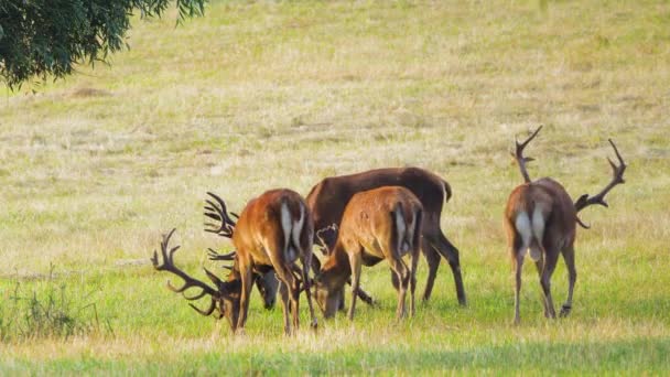 自然环境中长角的鹿，保护自然的概念。在自然环境中饲养鹿群。野生动物，野生动物，Telephoto镜头近4k — 图库视频影像