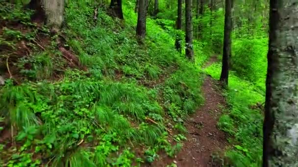 Sonniger Zauberwald in den Strahlen der aufgehenden Sonne am Morgen. Kräftige Bäume und Frühlingsfarben. Herrlicher Sonnenaufgang im Wald, Strahlen bahnen sich ihren Weg durch die Äste der Bäume. — Stockvideo