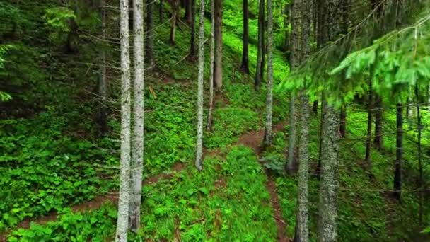 Forêt magique ensoleillée dans les rayons du soleil levant le matin. Arbres puissants et couleurs printanières. Magnifique lever de soleil dans la forêt, les rayons font leur chemin à travers les branches des arbres. — Video