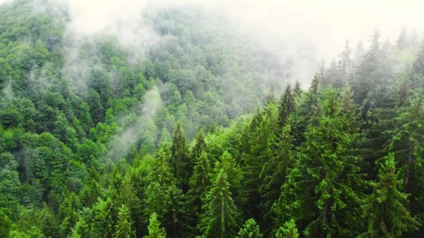 Bulutlarla kaplı güneşli büyülü bir orman. Güçlü ağaçlar ve bahar renkleri. Ormanda muhteşem bir gün doğumu, dağın tepesinde sis. 4K 'da Ladin kozalaklı ağaç tepelerinde uçan drone atışı. — Stok video