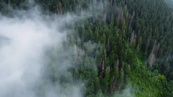 Napfényes mágikus erdő felhőkkel Légi kilátás. Erős fák és tavaszi színek. Csodálatos napkelte az erdőben, köd a hegy felett. Drón lövés repül lucfenyő tűlevelű fák felett, természet 4K — Stock videók