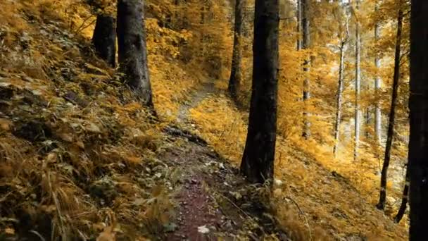 Forêt d'automne magique le matin. Arbres puissants et tons jaunes. Magnifique lever de soleil dans la forêt, les rayons font leur chemin à travers les branches des arbres