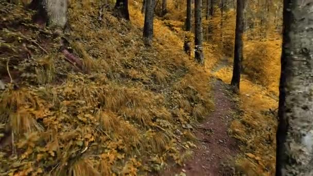 Forêt d'automne magique le matin. Arbres puissants et tons jaunes. Magnifique lever de soleil dans la forêt, les rayons font leur chemin à travers les branches des arbres