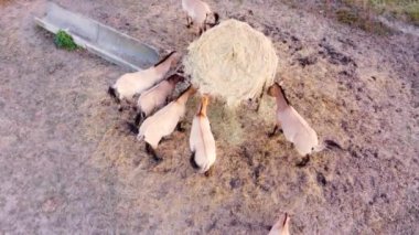 Przewalski 'nin atları yem atının yanında. Meadow 'da Vahşi Doğadaki Büyük Atlar Sürüsü, Hayvan Yetiştirme Ekolojik Keşif Gücü Kavramı, Hava Görüntülü İnsansız Hava Aracı 4k