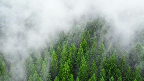 Порожній вологий Денсі Форест з висоти пташиного польоту. Сонячний магічний ліс з хмарами над деревами, Гірський ліс в дощову погоду з туманом і туманом. — стокове відео