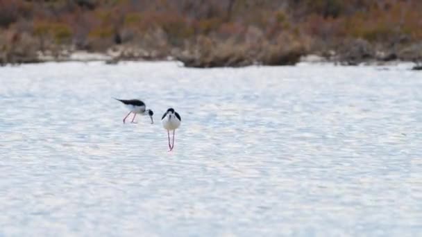 Kleine vogel in ondiep water, Rivier of meer, Een dier in zijn natuurlijke habitat, Natuur Wildlife safari 4k schot — Stockvideo
