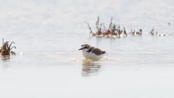 Mały ptak w płytkiej wodzie, Rzeka lub jezioro, Zwierzę w swoim naturalnym środowisku, Natura safari przyrody 4k strzał — Wideo stockowe