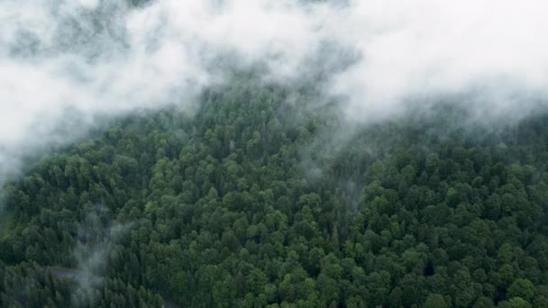 Tűlevelű nedves sűrű erdő légi madarak szemszögéből. Felhők a fák felett, Hegyi erdő esős időben köddel és köddel — Stock videók