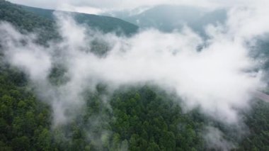 Havadan kuşların gözünden kozalaklı, nemli bir orman. Ağaç tepelerinde bulutlar, yağmurlu havada Dağ Ormanı. Sis ve sis, güçlü ağaçlar ve bahar renkleri