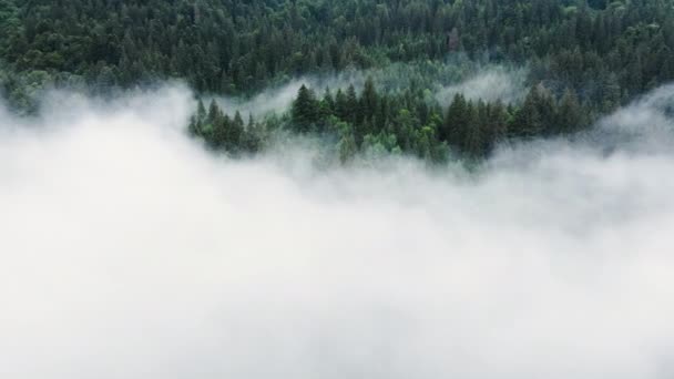 Foresta densa umida di conifere da una vista aerea degli uccelli. Nuvole sopra le cime degli alberi, Foresta Montana con tempo piovoso. Nebbia e nebbia, alberi potenti e colori primaverili — Video Stock