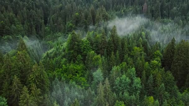 Хвойный влажный плотный лес с высоты 4k с видом на ландшафтные птицы. Солнечный волшебный лес с облаками над верхушками деревьев, гора в дождливую погоду с туманом и туманом. Нетронутая природа, концепция экологии — стоковое видео