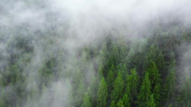 Havadan 4k manzara kuşlarının gözünden kozalaklı, ıslak, yoğun bir orman. Ağaçların tepesinde bulutlar olan güneşli büyülü orman, sisli ve yağmurlu havada dağ. Dokunulmamış doğa, ekoloji kavramı