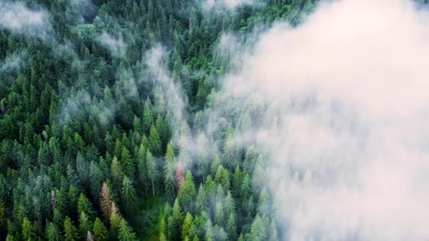 Barrträd tät skog från antenn 4k landskap fåglar ögon. Solig magisk skog med moln över trädtopparna, berg i regnigt väder med dimma och dimma. Orörd natur, ekologi koncept — Stockvideo