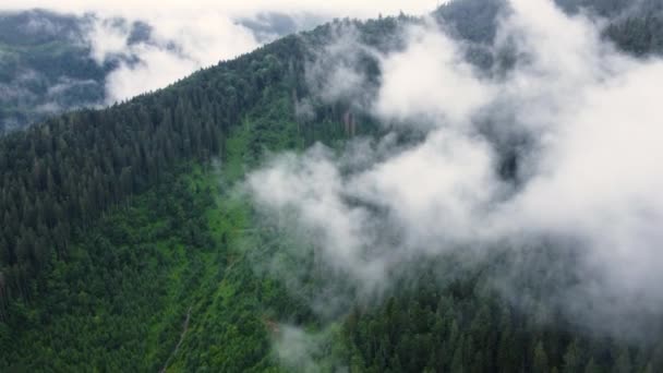 Хвойный влажный плотный лес с высоты 4k с видом на ландшафтные птицы. Солнечный волшебный лес с облаками над верхушками деревьев, гора в дождливую погоду с туманом и туманом. Нетронутая природа, концепция экологии — стоковое видео