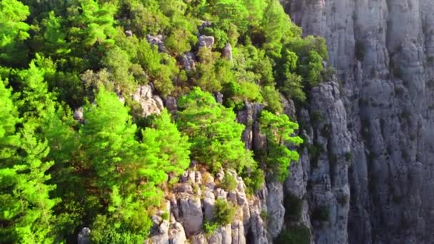 Густий чарівний ліс на вершині каньйону, величезні вражаючі скелі, епічний повітряний дрон політ над долиною гір в 4k, красиве драматичне геологічне диво з зеленими деревами, вид на птахи — стокове відео