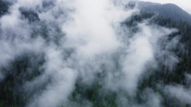 Dağ Ormanı 'nın üstündeki bulutlar, yağmurlu bir havada sihirli bahar ormanlarında uçmak, 4k hava aracı.