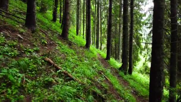 Floresta mágica ensolarada nos raios do sol nascente no tempo da manhã. Árvores poderosas e cores primavera. Magnífico nascer do sol na floresta, raios fazer o seu caminho através dos ramos das árvores. — Vídeo de Stock