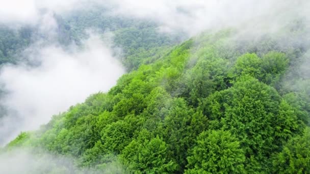 Dağ Ormanı 'nın üstündeki bulutlar, yağmurlu bir havada büyülü yaz ormanlarında uçan hava aracı 4k. — Stok video