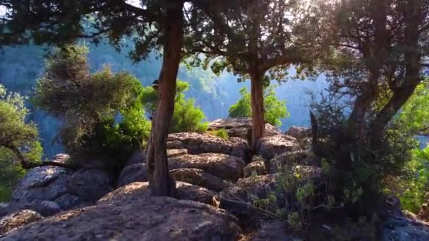 Bosque mágico denso en la cima del cañón, enormes rocas espectaculares del acantilado, vuelo épico de drones aéreos sobre montañas en 4k, hermosa maravilla geológica dramática con árboles verdes — Vídeo de stock