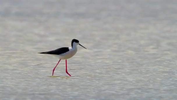 Sığ sularda yüzen küçük bir kuş, nehir ya da göl, doğal ortamında bir hayvan, doğa safarisi 4k — Stok video
