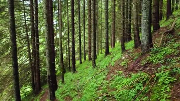 Sabah vakti büyülü bir orman. Güçlü ağaçlarla kozalaklı ormanda yürümek, el değmemiş saf doğa, saflık kavramı. Dallar arasında düzgün hareket, Gimbal atışı — Stok video