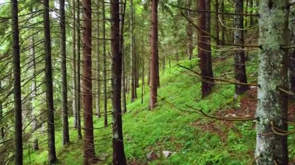 아침에는 마법의 숲이 펼쳐져 있습니다. 강력 한 나무와 닿지 않은 순수 한 자연, 순수 함 이라는 개념을 가진 밀림을 걷고 있었습니다. 나뭇가지 사이의 부드럽게 이동,지미 샷 — 비디오