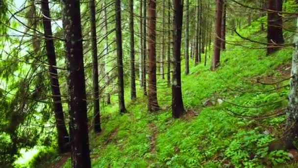 Sabah vakti büyülü bir orman. Güçlü ağaçlarla kozalaklı ormanda yürümek, el değmemiş saf doğa, saflık kavramı. Dallar arasında düzgün hareket, Gimbal atışı — Stok video