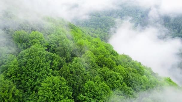 Nadelwald aus der Vogelperspektive. Wolken über den Baumkronen, Bergwald bei Regenwetter mit Nebel und Nebel, ökologisch sauberes und unberührtes Gelände — Stockvideo