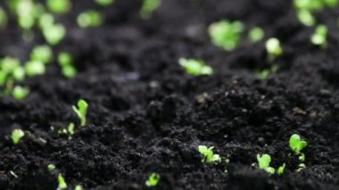 Bahar zamanında yetişen bitkiler, tohumlardan filizlenen filizler, serada yeni doğan salata tarımı, doğal güzel konsept, temiz ve çevre dostu