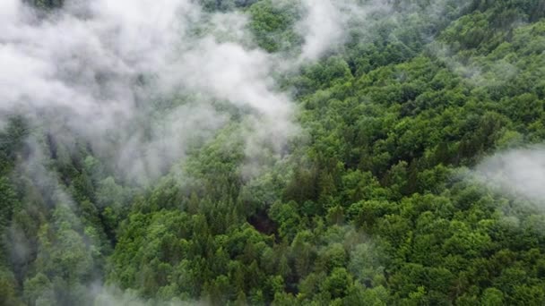 Nadelwald aus der Vogelperspektive. Wolken über den Baumkronen, Bergwald bei Regenwetter mit Nebel und Nebel, ökologisch sauberes und unberührtes Gelände — Stockvideo