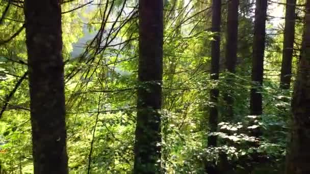 Muhteşem gündoğumu ormanlarında, ışınlar ağaçların dallarından geçer. Işıklarda güneşli büyülü orman, güçlü ağaçlar ve bahar renkleri — Stok video