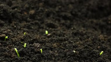 Bahar zamanında yetişen bitkiler, tohumlardan filizlenen filizler, serada yeni doğmuş nohut tarımı, doğal güzel konsept, Yalnız Bitki, Temiz ve çevre dostu