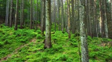 Güzel orman hava görüntüleri. Güneşli sihirli ağaçlar ve sabah vakti yosunlar, kozalaklı çam ormanlarında muhteşem bir gün doğumu, ışınlar ağaçların dallarında yol alırlar.