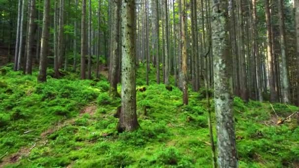 Lindas imagens aéreas da floresta. Magia ensolarada Árvores poderosas e musgo no tempo da manhã, Magnífico nascer do sol na floresta de pinheiros coníferas, os raios fazem o seu caminho através dos ramos das árvores — Vídeo de Stock