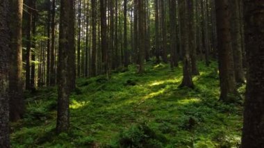 Güzel orman hava görüntüleri. Güneşli sihirli ağaçlar ve sabah vakti yosunlar, kozalaklı çam ormanlarında muhteşem bir gün doğumu, ışınlar ağaçların dallarında yol alırlar.