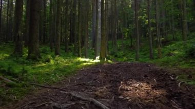 Güzel orman hava görüntüleri. Güneşli sihirli ağaçlar ve sabah vakti yosunlar, kozalaklı çam ormanlarında muhteşem bir gün doğumu, ışınlar ağaçların dallarında yol alırlar.
