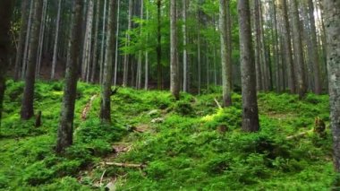 Sabah vakti büyülü bir orman. Güçlü ağaçlarla kozalaklı ormanda yürümek, el değmemiş saf doğa, saflık kavramı. Dallar arasında düzgün hareket, Gimbal atışı