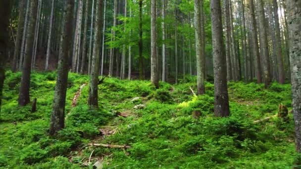 Μαγικό δάσος το πρωί. Περπατώντας μέσα από κωνοφόρα δάση με ισχυρά δέντρα, Ανέγγιχτη καθαρή φύση, η έννοια της καθαρότητας. Ομαλή κίνηση μεταξύ των κλάδων, Gimbal shot — Αρχείο Βίντεο