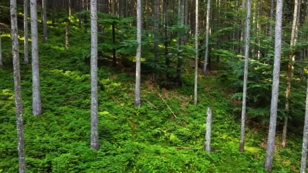 午前中の魔法の森。強力な木々と針葉樹林を歩くと、非接触の純粋な自然、純度の概念。枝の間の滑らかな動き、ジンバルショット — ストック動画