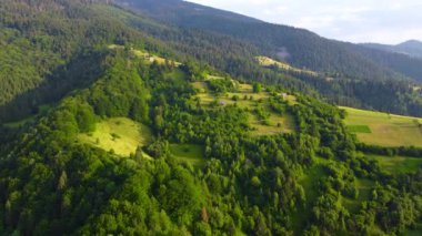 Güzel orman hava görüntüleri. Güneşli sihirli ağaçlar sabah vakti, kozalaklı çam ormanlarında muhteşem gündoğumu, ışınlar ağaçların dallarında yol alırlar.