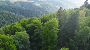 Güzel orman hava görüntüleri. Güneşli sihirli ağaçlar sabah vakti, kozalaklı çam ormanlarında muhteşem gündoğumu, ışınlar ağaçların dallarında yol alırlar.